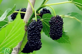 寶寶能吃桑葚嗎？寶寶多大能吃桑葚？