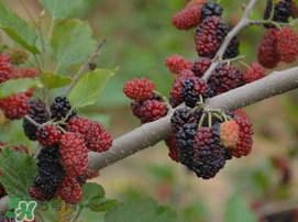 寶寶能吃桑葚嗎？寶寶多大能吃桑葚？