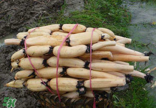 香椿和蓮藕能一起吃嗎？香椿能和蓮藕一起吃嗎？