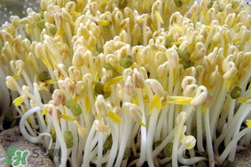 香椿和豆芽能一起吃嗎？香椿豆芽的做法大全
