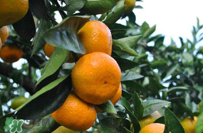 四月份有橘子嗎？四月份的橘子口感如何？