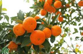 四月份有橘子嗎？四月份的橘子口感如何？