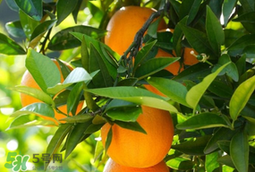 四月份有橘子嗎？四月份的橘子口感如何？