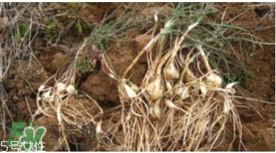 小根蒜的根能吃嗎？小根蒜的須子可以吃嗎