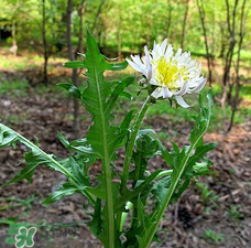 婆婆丁能包餃子嗎？婆婆丁可以包餃子嗎？
