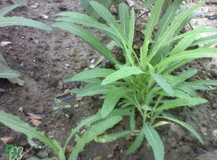 婆婆丁能炒雞蛋嗎？婆婆丁可以炒雞蛋嗎？