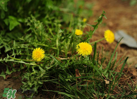 婆婆丁能炒雞蛋嗎？婆婆丁可以炒雞蛋嗎？