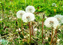 婆婆丁能炒雞蛋嗎？婆婆丁可以炒雞蛋嗎？