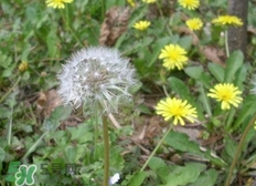 婆婆丁的營養(yǎng)價(jià)值_婆婆丁的功效與作用及食用方法 婆婆丁的營養(yǎng)價(jià)值_婆婆丁的功效與作用及食用方法