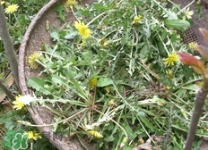 婆婆丁的營養(yǎng)價(jià)值_婆婆丁的功效與作用及食用方法 婆婆丁的營養(yǎng)價(jià)值_婆婆丁的功效與作用及食用方法