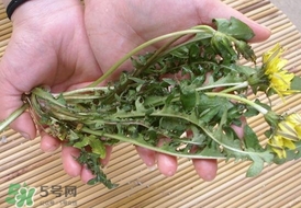 婆婆丁的營養(yǎng)價(jià)值_婆婆丁的功效與作用及食用方法 婆婆丁的營養(yǎng)價(jià)值_婆婆丁的功效與作用及食用方法