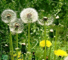 婆婆丁花能吃嗎？婆婆丁花可以吃嗎？