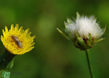 婆婆丁花能吃嗎？婆婆丁花可以吃嗎？