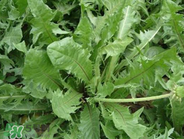 婆婆丁不能與什么同食？婆婆丁不能和什么一起吃？