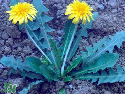 婆婆丁不能與什么同食？婆婆丁不能和什么一起吃？