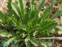 婆婆丁和薺菜的區(qū)別_婆婆丁和薺菜怎么區(qū)分 婆婆丁和薺菜的區(qū)別_婆婆丁和薺菜怎么區(qū)分