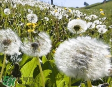 婆婆丁和薺菜的區(qū)別_婆婆丁和薺菜怎么區(qū)分 婆婆丁和薺菜的區(qū)別_婆婆丁和薺菜怎么區(qū)分