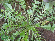 婆婆丁吃多了好嗎？婆婆丁吃多了會(huì)怎么樣？