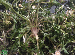 婆婆丁吃多了好嗎？婆婆丁吃多了會(huì)怎么樣？