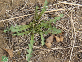 婆婆丁吃多了好嗎？婆婆丁吃多了會(huì)怎么樣？