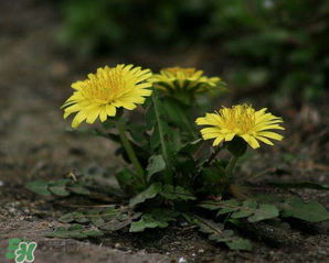 婆婆丁怎么吃？婆婆丁怎么吃最好？