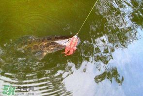 四月份能路亞黑魚嗎？路亞黑魚什么時(shí)間最好？