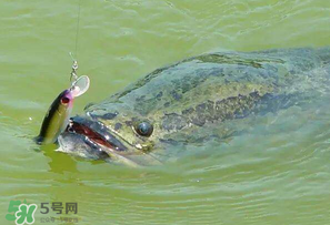 四月份能路亞黑魚嗎？路亞黑魚什么時(shí)間最好？