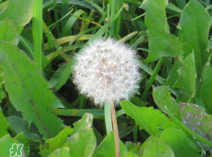 婆婆丁吃不了怎么保存？婆婆丁的保存方法