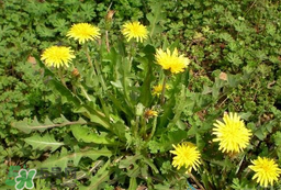 婆婆丁吃不了怎么保存？婆婆丁的保存方法