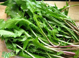 婆婆丁能治什么??？婆婆丁能治哪些病？