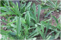 苦苦菜的功效與作用及食用方法