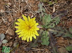 婆婆丁能治高血壓嗎？婆婆丁治高血壓是真的嗎？