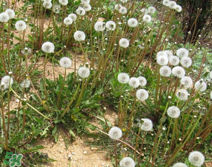 婆婆丁能治高血壓嗎？婆婆丁治高血壓是真的嗎？