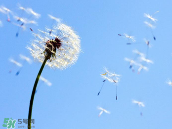 婆婆丁能治乳腺增生嗎？婆婆丁可以治乳腺增生嗎？