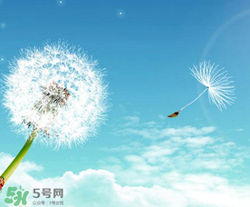 婆婆丁能治乳腺增生嗎？婆婆丁可以治乳腺增生嗎？