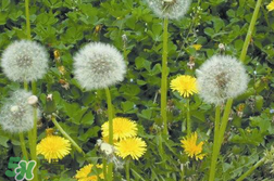 婆婆丁能治婦科病嗎？婆婆丁可以治婦科病嗎？