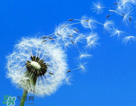 婆婆丁能治婦科病嗎？婆婆丁可以治婦科病嗎？