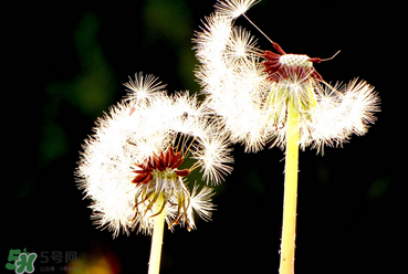 婆婆丁能治糖尿病嗎？婆婆丁可以治糖尿病嗎？