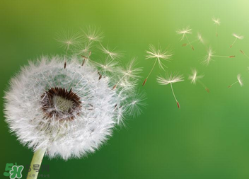 婆婆丁能治痔瘡嗎？婆婆丁可以治痔瘡嗎？