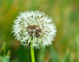 婆婆丁能治痔瘡嗎？婆婆丁可以治痔瘡嗎？