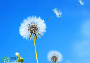 婆婆丁能治痔瘡嗎？婆婆丁可以治痔瘡嗎？