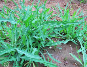 曲曲菜孕婦能吃嗎？孕婦可以吃曲曲菜嗎？