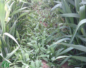 曲曲菜孕婦能吃嗎？孕婦可以吃曲曲菜嗎？