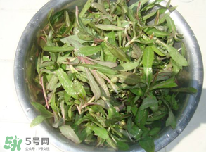 曲曲菜孕婦能吃嗎？孕婦可以吃曲曲菜嗎？