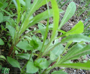 曲曲菜能生吃嗎？曲曲菜可以生吃嗎？