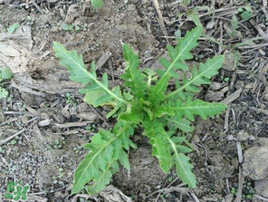 曲曲菜如何做好吃？曲曲菜怎么做好吃？