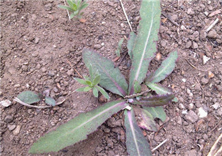 曲曲菜孕婦能吃嗎？孕婦可以吃曲曲菜嗎？