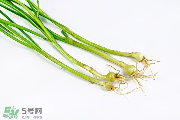 小根蒜的根能吃嗎？小根蒜的須子可以吃嗎
