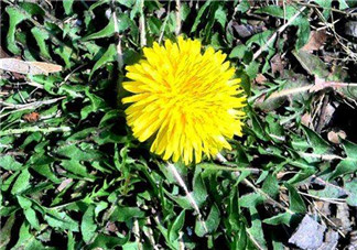 婆婆丁吃不了怎么保存？婆婆丁的保存方法