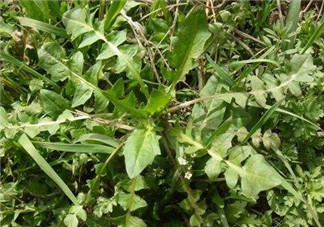 婆婆丁不能與什么同食？婆婆丁不能和什么一起吃？